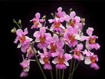 Therapeutic orchids of Asia by Singapore Memories :  Papilionanthe