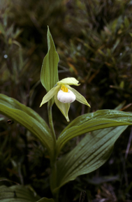 Therapeutic orchids of Asia by Singapore Memories : Cypripedium