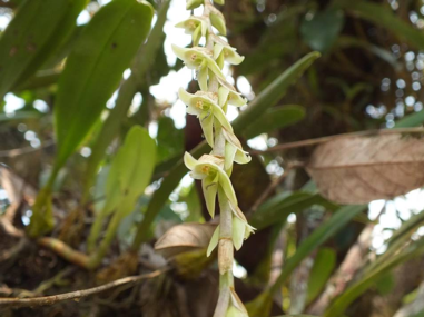 singapore orchid scent called singapore memories girl series, atas, ion, straits, raffles and more room freshners fragrances