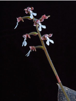 Therapeutic orchids of Asia by Singapore Memories : Anoectochilus Blume