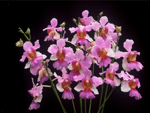 Therapeutic orchids of Asia by Singapore Memories :  Papilionanthe