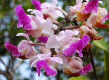 Therapeutic orchids of Asia by Singapore Memories : Aerides  family