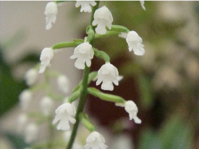 Therapeutic orchids of Asia by Singapore Memories : Amitostigma