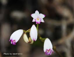 Therapeutic orchids of Asia by Singapore Memories : Bletilla