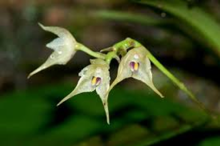 best freshner and fragrance are floral specially orchids try singapore memories room fragrances to see 