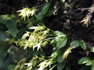 Therapeutic orchids of Asia by Singapore Memories : Conchidium