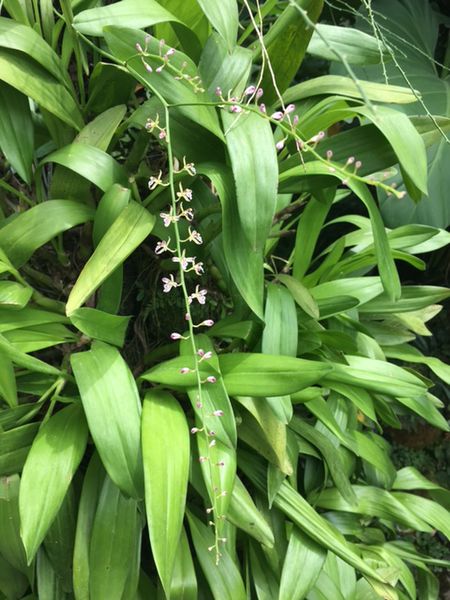 therapeutic orchids of Asia have amazing aroma and scent . this is now a perfume & room freshner by singapore memories