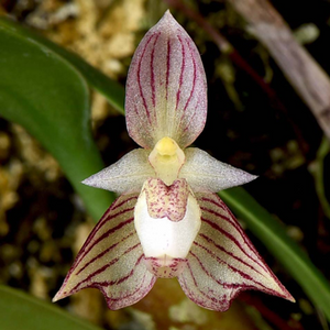 Therapeutic orchids of Asia by Singapore Memories : Medicinal Bulbophyllum part 4