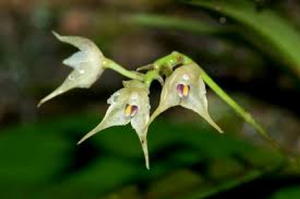 Therapeutic orchids of Asia by Singapore Memories : Medicinal Bulbophyllum