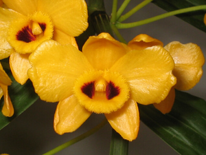 Therapeutic orchids of Asia by Singapore Memories : Rhynchostylis