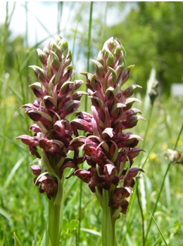 Therapeutic orchids of Asia by Singapore Memories : Anacamptis coriophora