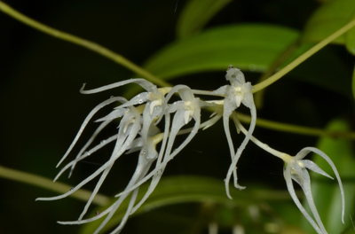Therapeutic orchids of Asia by Singapore Memories : Medicinal Bulbophyllum – part 2