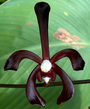 therapeutic orchids of asia for ayurveda ayurvedic medicine chi balance and for perfumery . great research of orchids of singapore