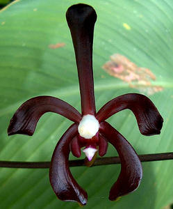 Therapeutic orchids of Asia by Singapore Memories : Nothing like Arachnis