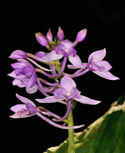 Therapeutic orchids of Asia by Singapore Memories : Calanthe