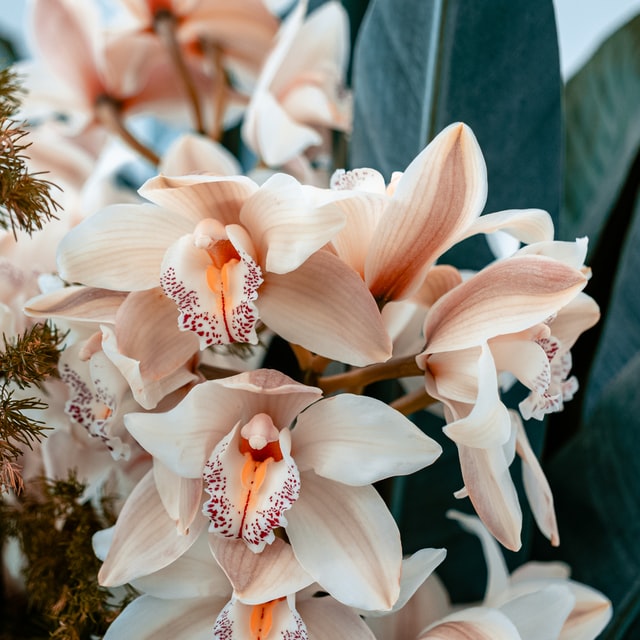 Singapore's Native Orchids scents of essential oil and their benefits