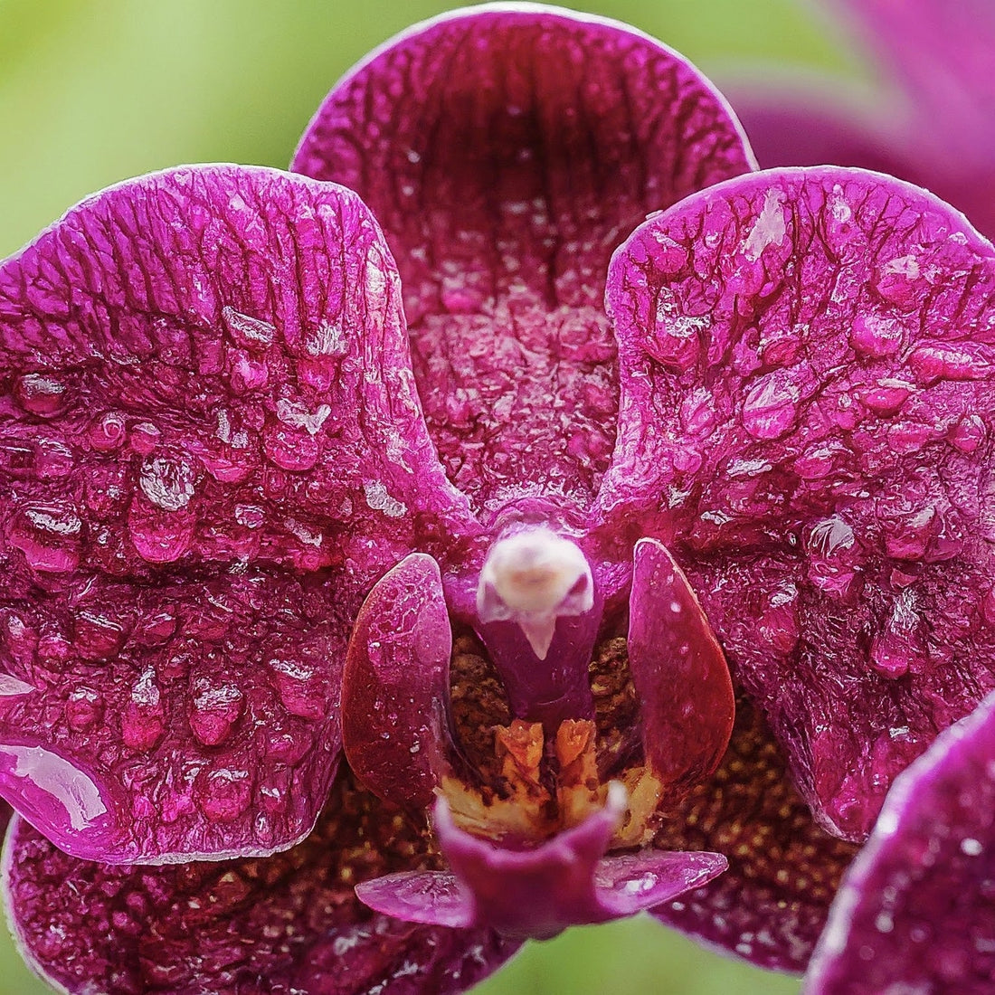 Close-up of a vibrant purple orchid