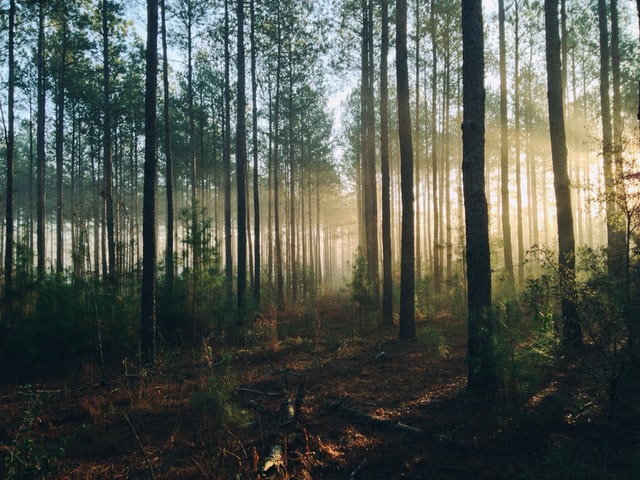 Functional scent & benefits of essential oils from Singapore from Sentosa's rainforests