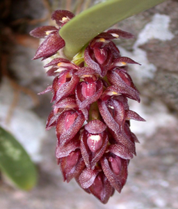 Therapeutic orchids of Asia by Singapore Memories : Medicinal Bulbophyllum part 3