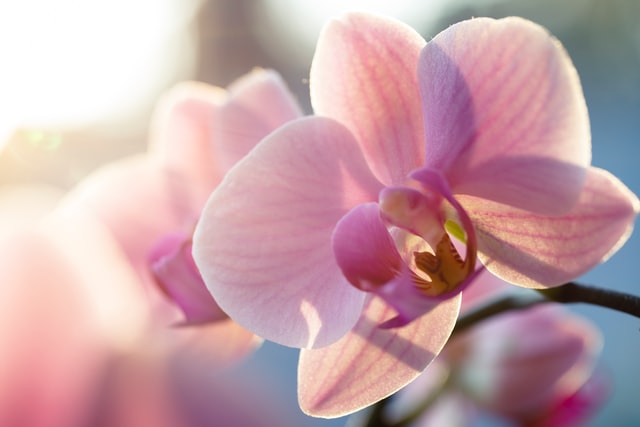 Singapore, the Orchid Orchestra