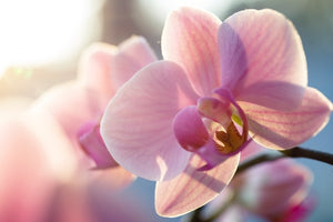 Singapore, the Orchid Orchestra
