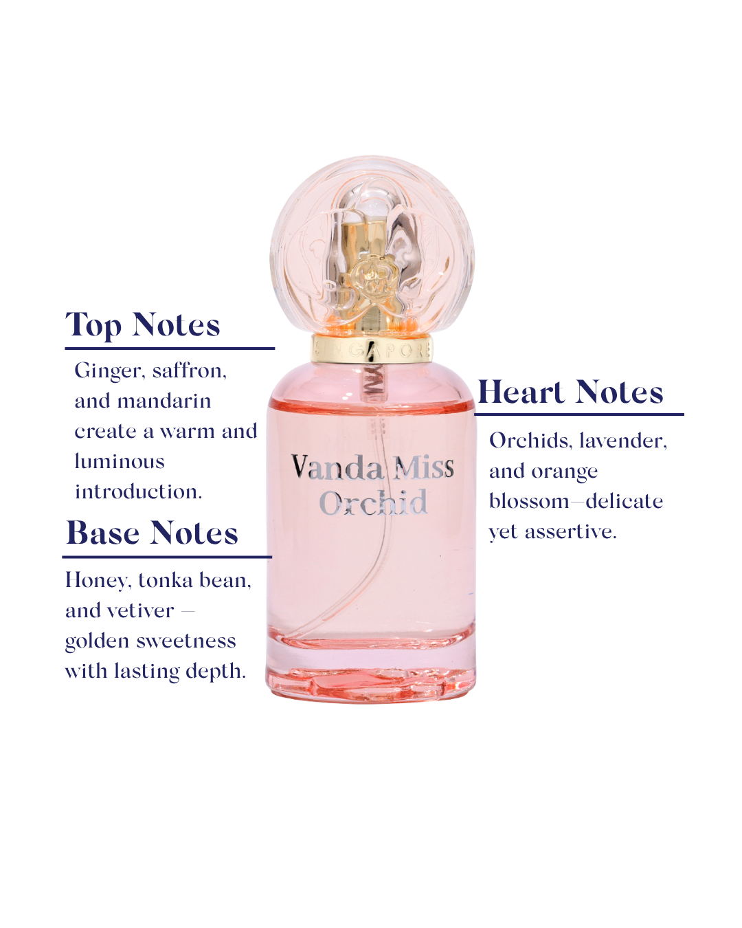 Pink perfume bottle labeled 'Vanda Miss Orchid' with notes description on a white background