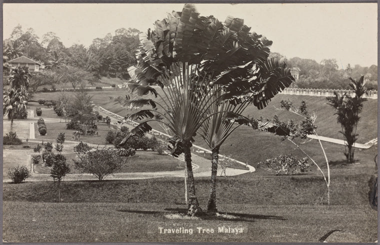 An old image of singapore botanical garden with palm tree and text traveling tree malaya