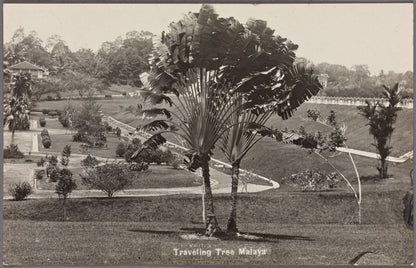 An old image of singapore botanical garden with palm tree and text traveling tree malaya