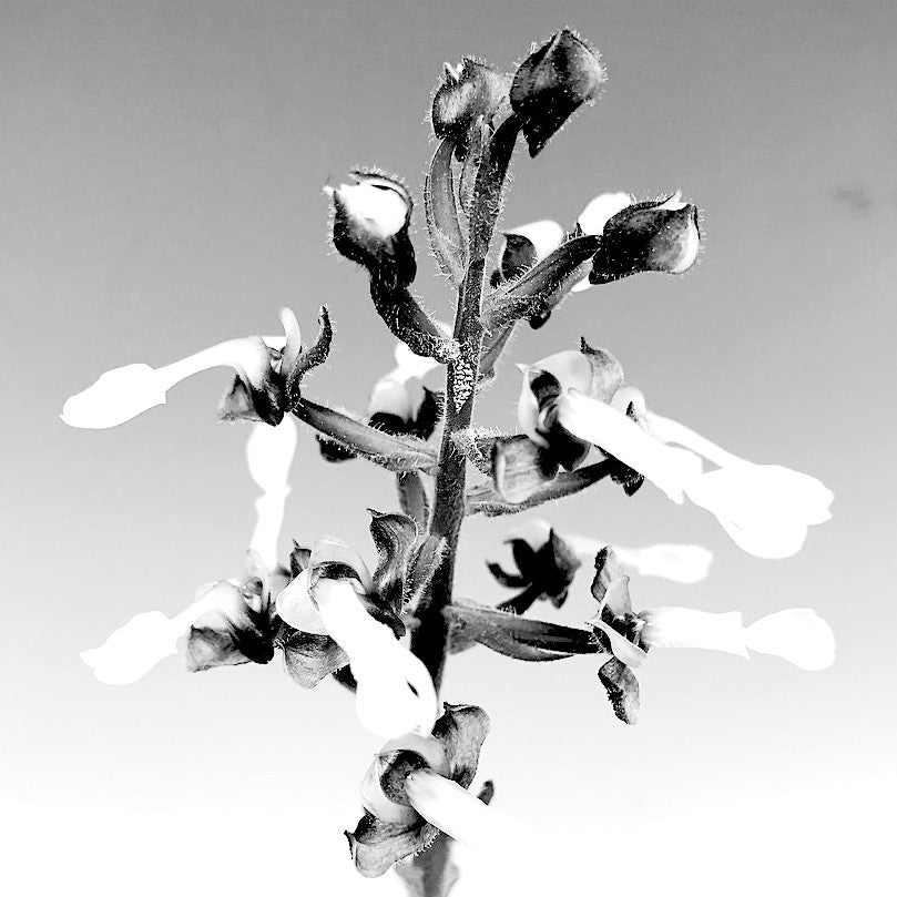 jewel medicinal orchid in black and white